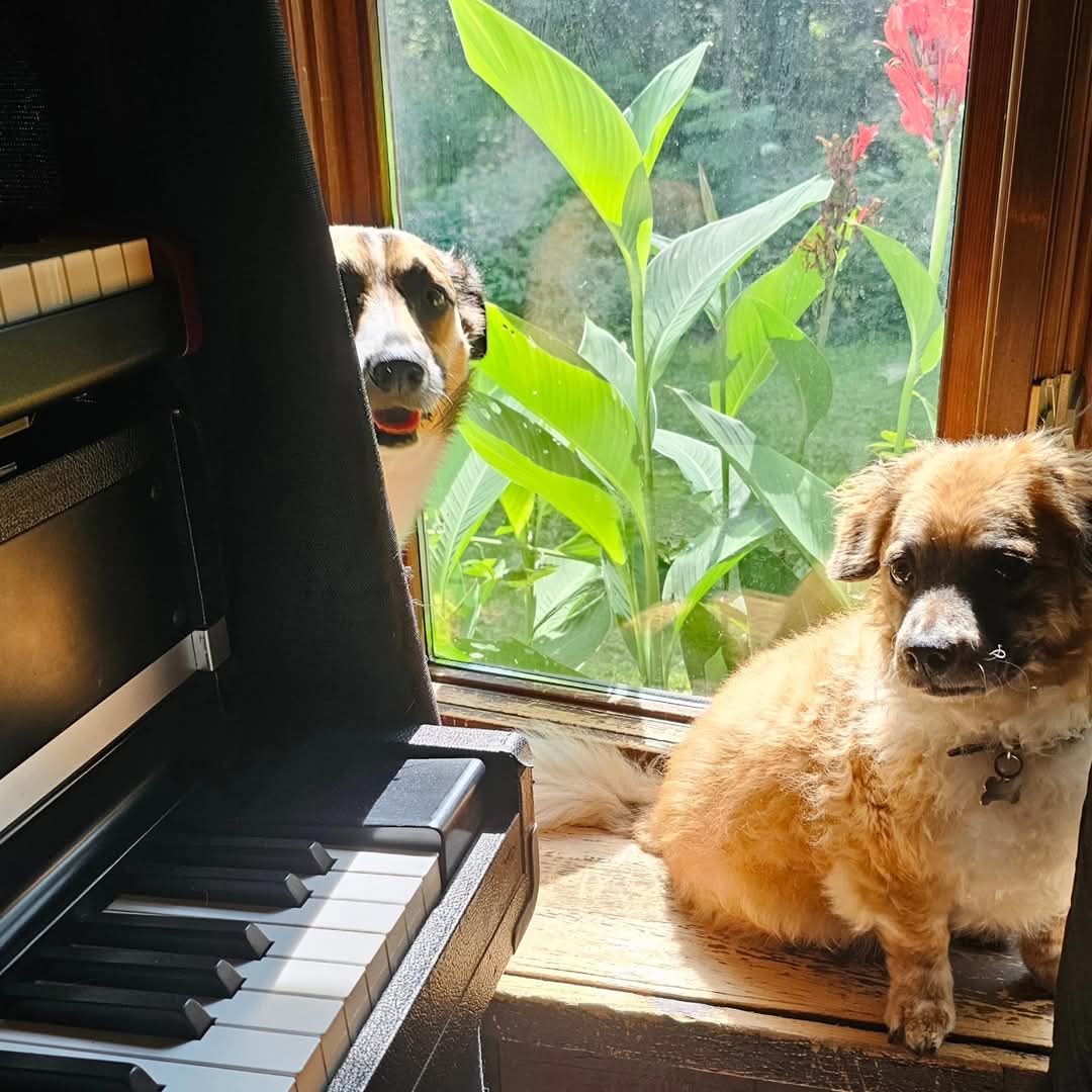 Studio dogs by the piano